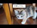 生後2ヶ月のおてんばなスコティッシュフォールドの子猫を家に迎えました。