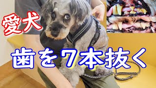 衝撃の17本抜歯から3年！今回は7本抜きました [シニア犬][抜歯][歯石除去][全身麻酔][シュナウザー][歯周病]