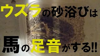 【ウズラ】初めての砂浴びは馬の足音がした！