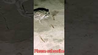 देखिए मेंढक कैसे शिकार करते हैं | See how frogs hunt #shorts #frog #मेंढक