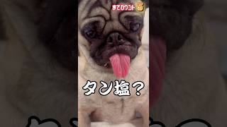 ご飯待てなくて舌出し待機するパグ wwww #pug #dog #パグ #shorts #ペット #犬のいる暮らし #ぱぐち