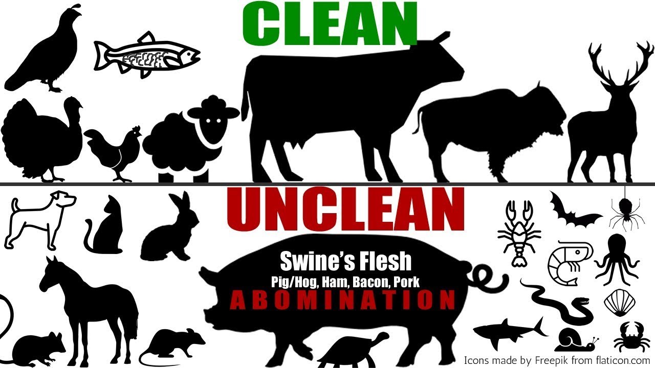 Unclean Vs Clean Meats: When Did God Change His Dietary Laws? - YouTube