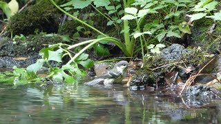 河口湖フィールドセンターのヒガラ（幼鳥）の水浴び　その５（4K60P動画）