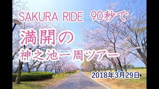 神栖市神之池 SAKURA RIDE  − 90秒で満開の神之池一周ツアー [Full-HD 60fps]