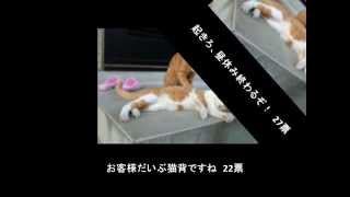 【No 20】猫マッサージおもしろ大喜利ベスト5(お客様だいぶ猫背ですね)