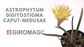 Amazing Astrophytum digitostigma caput-medusae from GIROMAGI ITALY