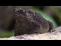 special ep คางคกบ้าน asian common toad part 1