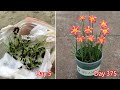 How to grow rain lilies from seeds | How to propagate rain lily from seeds