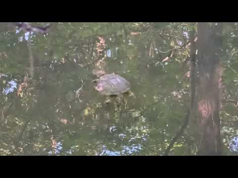 Turtle Youtube Turtle Youtube