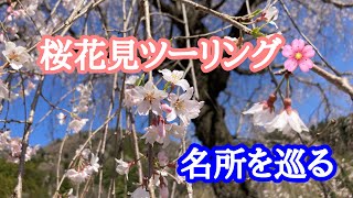 【桜名所巡り】桜花見ツーリング2024【モトブログ】