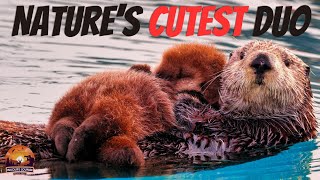 Sea Otters EXPLAINED: The Cutest Animal Deep Dive Ever!