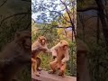 #sweet#hug#kissing #monkey in #public 🤣😍😍😯 #shorts#viral