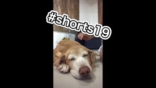 #shorts ぐっすり寝てたばっかりに遊ばれた犬！