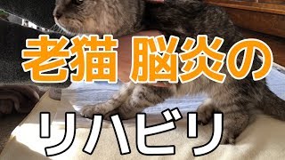 老猫の脳炎 リハビリの様子｜ミルが立ったー！　2019/12/20