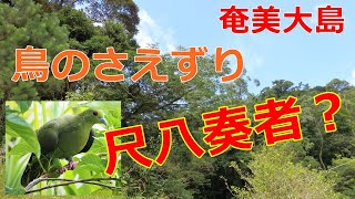 【自然の音】不思議すぎる鳴き声　森の尺八奏者？「リュウキュウズアカアオバト」