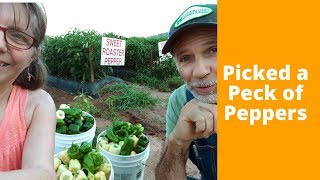 Picked a Peck of Peppers??  What is a Peck?