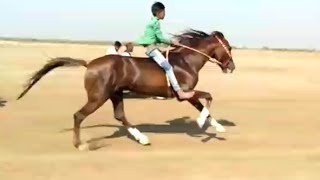 વાહ બાદલ વાહ | Horse Race in Varahi