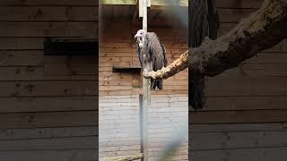 A Hooded Vulture