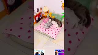 Wah parah #short #video #cat #cats #catlover #animals #animal #memes #meme #funny #jokes #fyp #fy