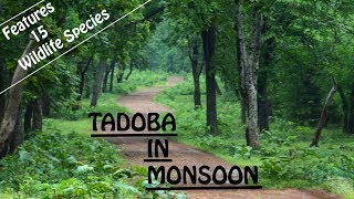 Tadoba Safari In Monsoon | Tadoba Wildlife In Monsoon | Discover Wild India