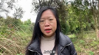 农村路边不起眼的“痔疮草”，它的用途特别强大，很多人都不知道