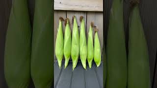 Harvest homegrown sweet corns 🌽🌽