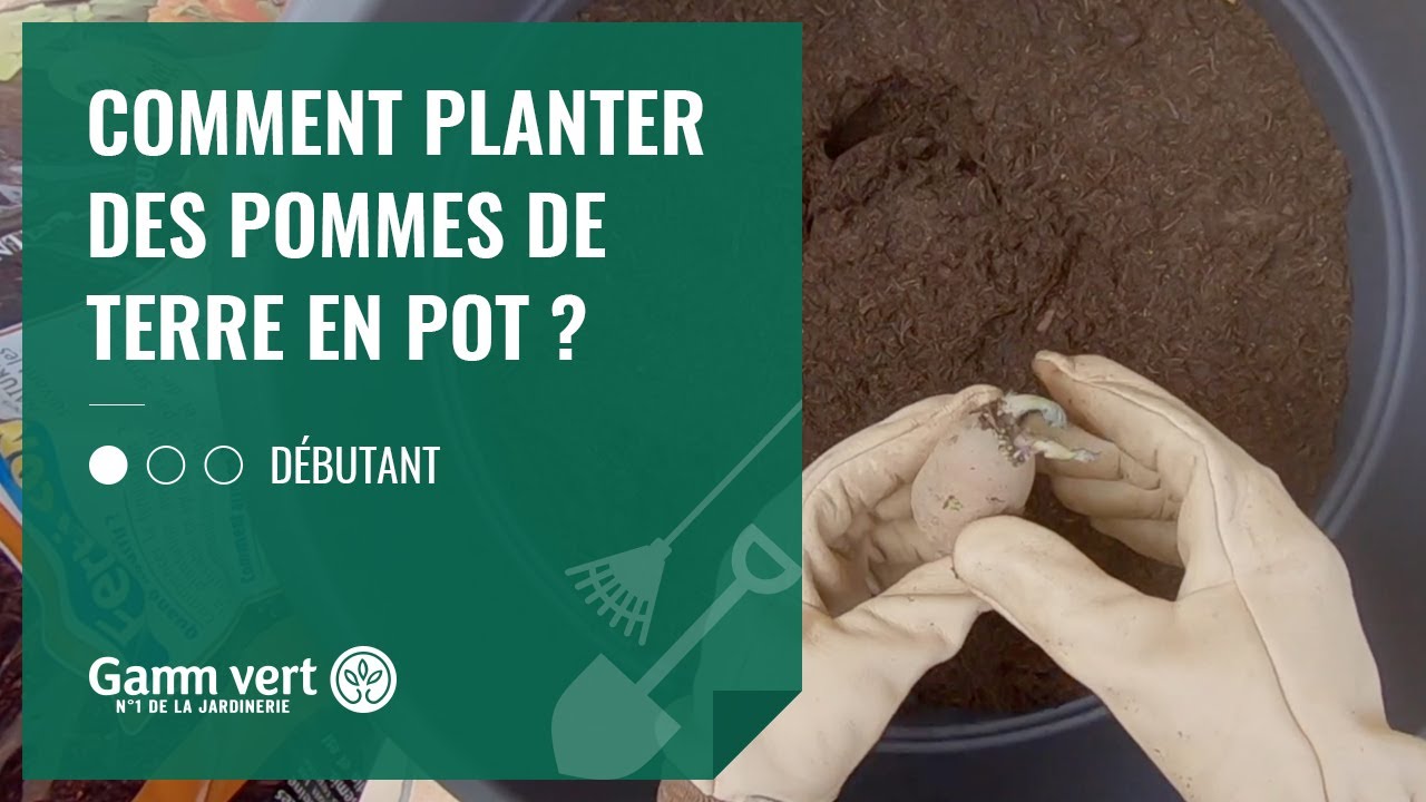 [TUTO] Comment Planter Les Pommes De Terre En Pot ? - Jardinerie Gamm ...