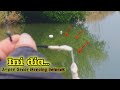 TEKNIK MANCING IKAN BELANAK AGAR IKAN CEPAT NGUMPUL DI SPOT LIARAN