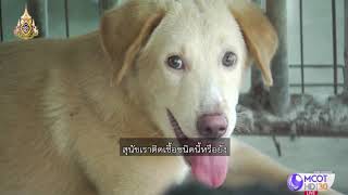 ชัวร์ก่อนแชร์ : สุนัขกินเห็บเสี่ยงติดเชื้อโรคอันตราย จริงหรือ ?