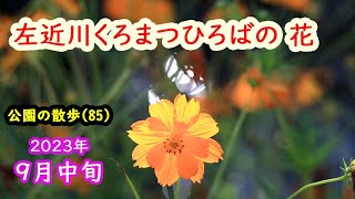 左近川くろまつひろばの花　９月中旬　2023年