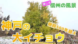 【自然風景】樹齢500年越え　神戸の大イチョウの紅葉