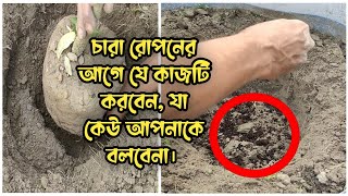 সঠিকভাবে আম গাছের চারা রোপনের পদ্ধতি || planting Mango trees