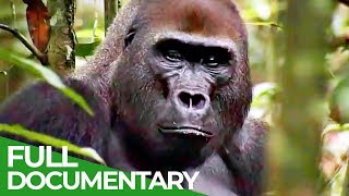 Gorillas: The Gentle Giants | Free Documentary Nature