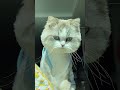 얼굴이 야무지게도 생겼다 cat cute catlover