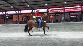 Trote y Galope - Caballo Criollo Colombiano 🐴