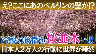 【海外の反応】ドイツに桜の名所が！？ほとんどの日本人が知らないドイツ・ベルリンの壁跡地の現在　9000本の桜を植えた日本人【ニッポンノココロ】