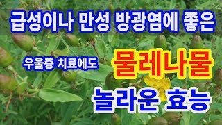 물레나물 놀라운효능