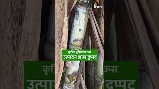 AI In Sugarcane : कृत्रिम बुद्धिमत्तेने ऊस उत्पादन झालं दुप्पट; Baramati Krushik Exhibition