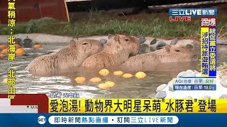 動物界大明星呆萌\