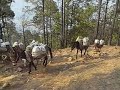 支援地域での荷物運搬のようす　ネパール