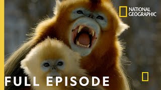 Forest of the Golden Monkey (Full Episode) | The Hidden Kingdoms of China