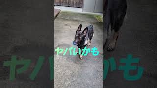 シェパード犬　優先順位があるんですぅ#第六感#番犬#大型犬