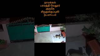 சிறுத்தைப்புலி நடமாட்டம் நாமக்கல் பரமத்தி வேலூர் அருகே