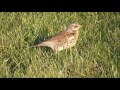 fieldfare.