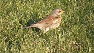 Fieldfare.