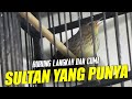 CICI LURIK BURUNG SULTAN?