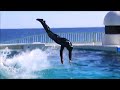 スカイロケット初披露 鴨川シーワールド シャチショー kamogawaseaworld