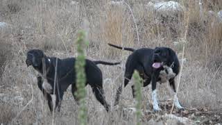 Royal pointer kennels