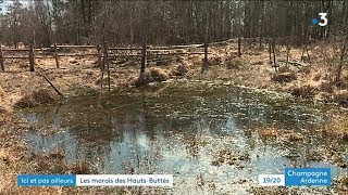 Découvrez les marais des Hauts-Buttés dans les Ardennes