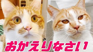 三兄弟猫と三毛猫家族による贅沢なお出迎え…♡[猫と人間の家族]